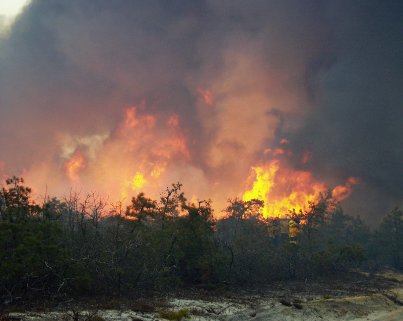 A prescribed burn at the Warren Grove Range in the New Jersey Pinelands. Credit: Walter Bien, PhD